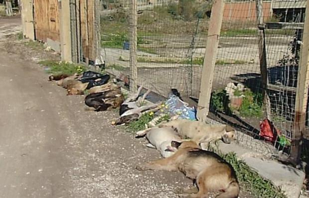 1518966993022.jpg--sale_a_40_il_numero_di_cani_randagi_avvelenati_a_sciacca_e_scoppia_un_caso_politico
